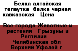 Белка алтайская телеутка, белка черная кавказская › Цена ­ 5 000 - Все города Животные и растения » Грызуны и Рептилии   . Челябинская обл.,Верхний Уфалей г.